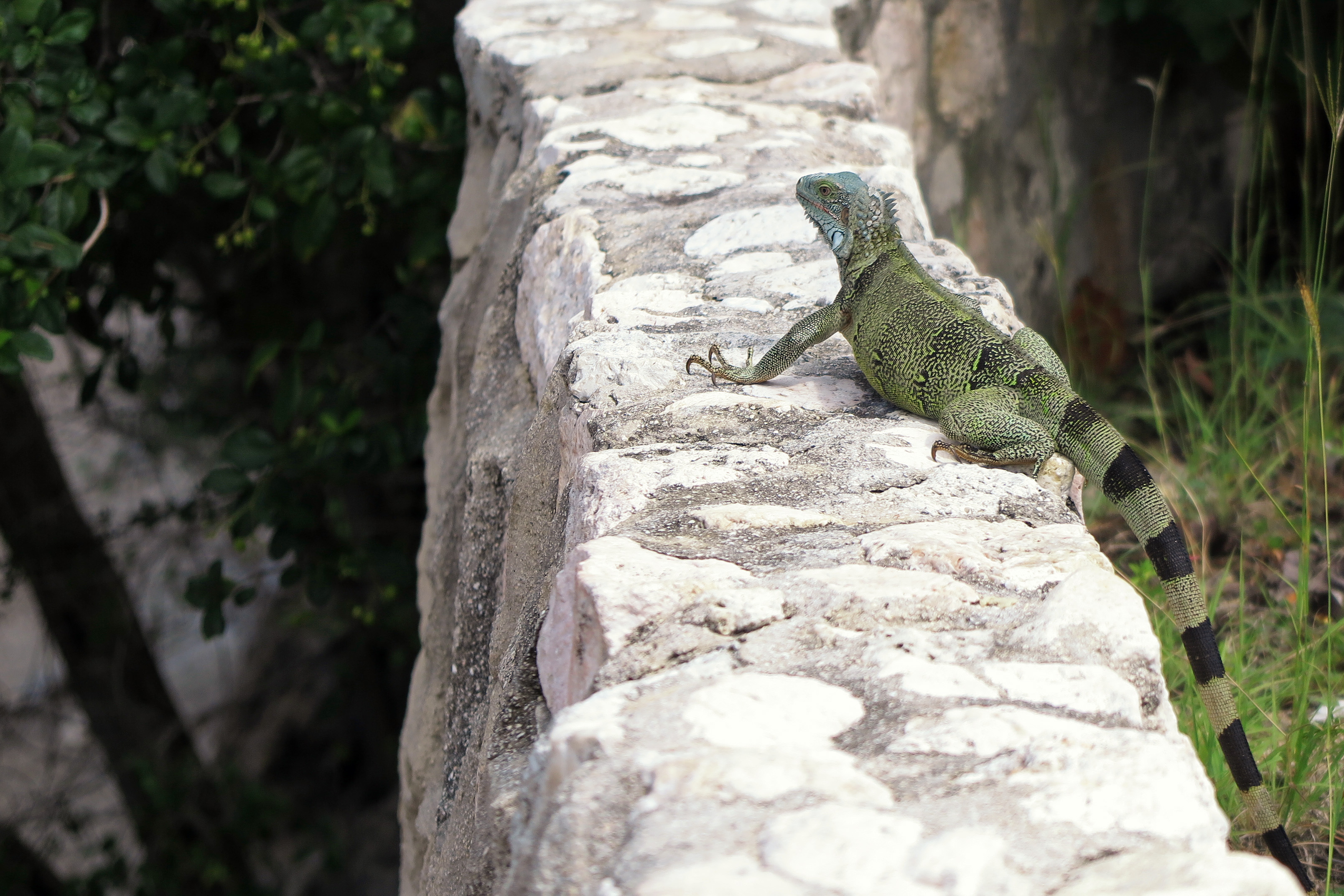 2018-01-27 - 12-37-48 - Grote Knip Leguan